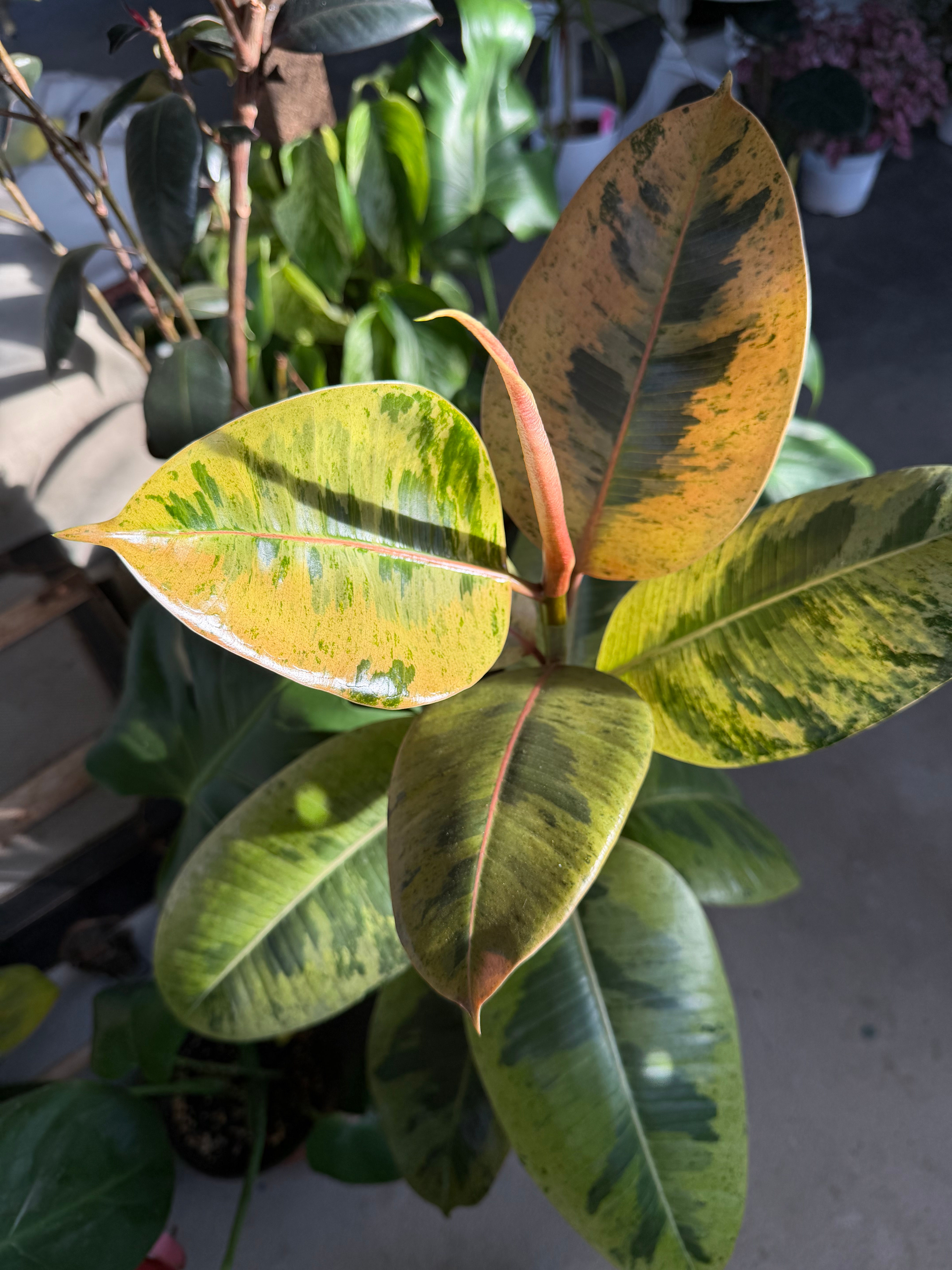 Ficus elastica 'Shivereana'