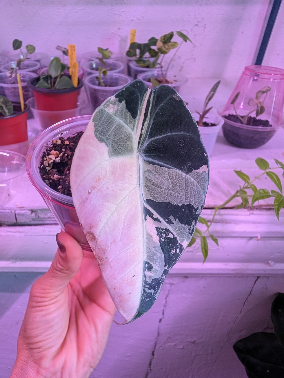 Thumbnail: Alocasia reginula 'black velvet pink'