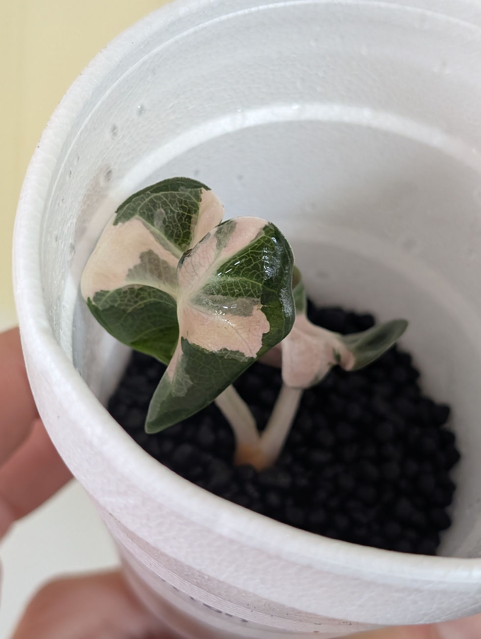 Thumbnail: Alocasia Pink Heart Balloon