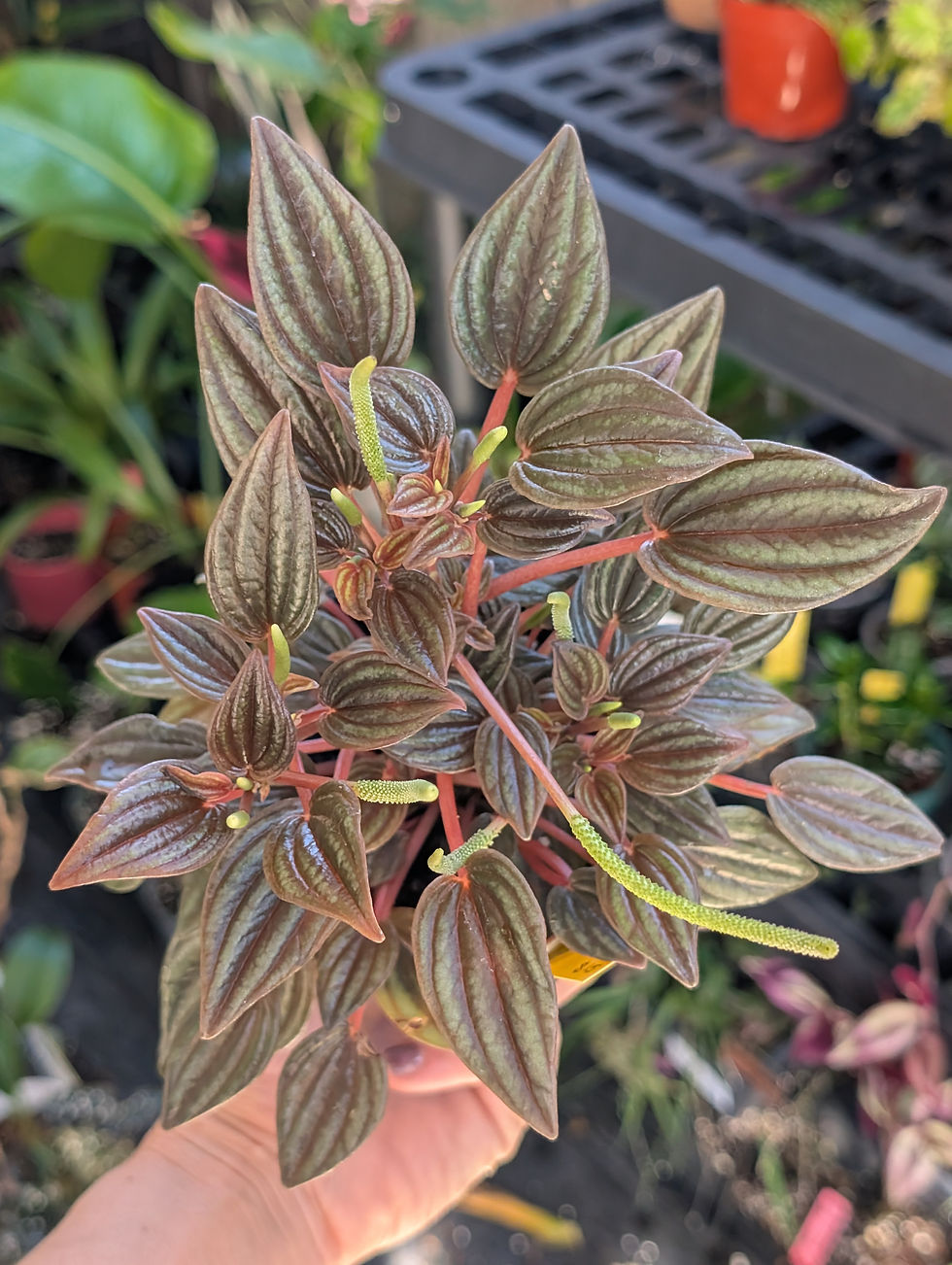 Thumbnail: Peperomia caperata 'rosso'