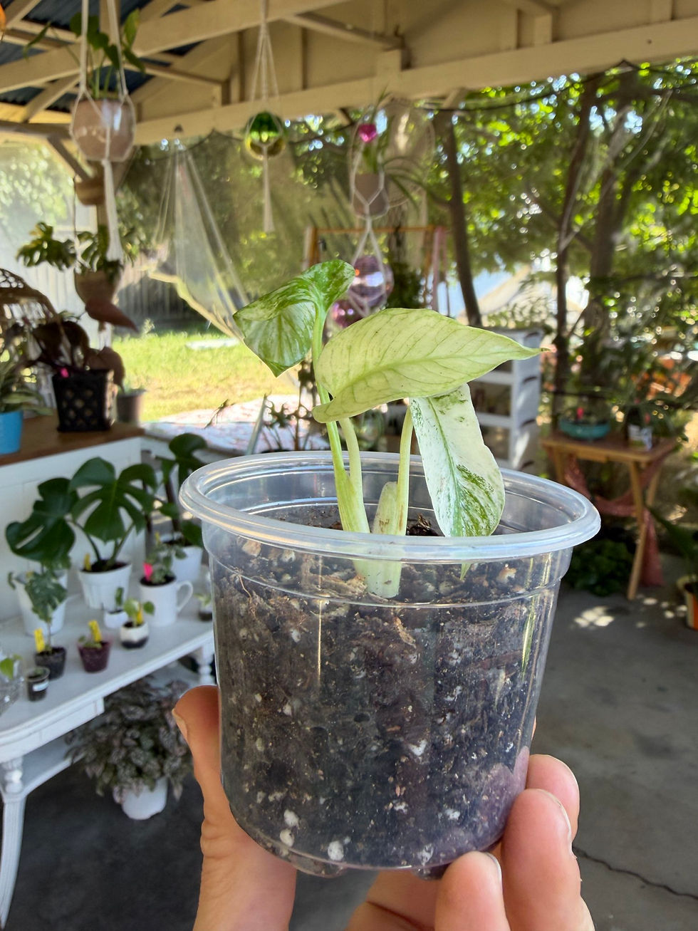 Thumbnail: Monstera deliciosa ‘White Monster’