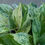 Thumbnail: Epipremnum aureum 'marble queen'
