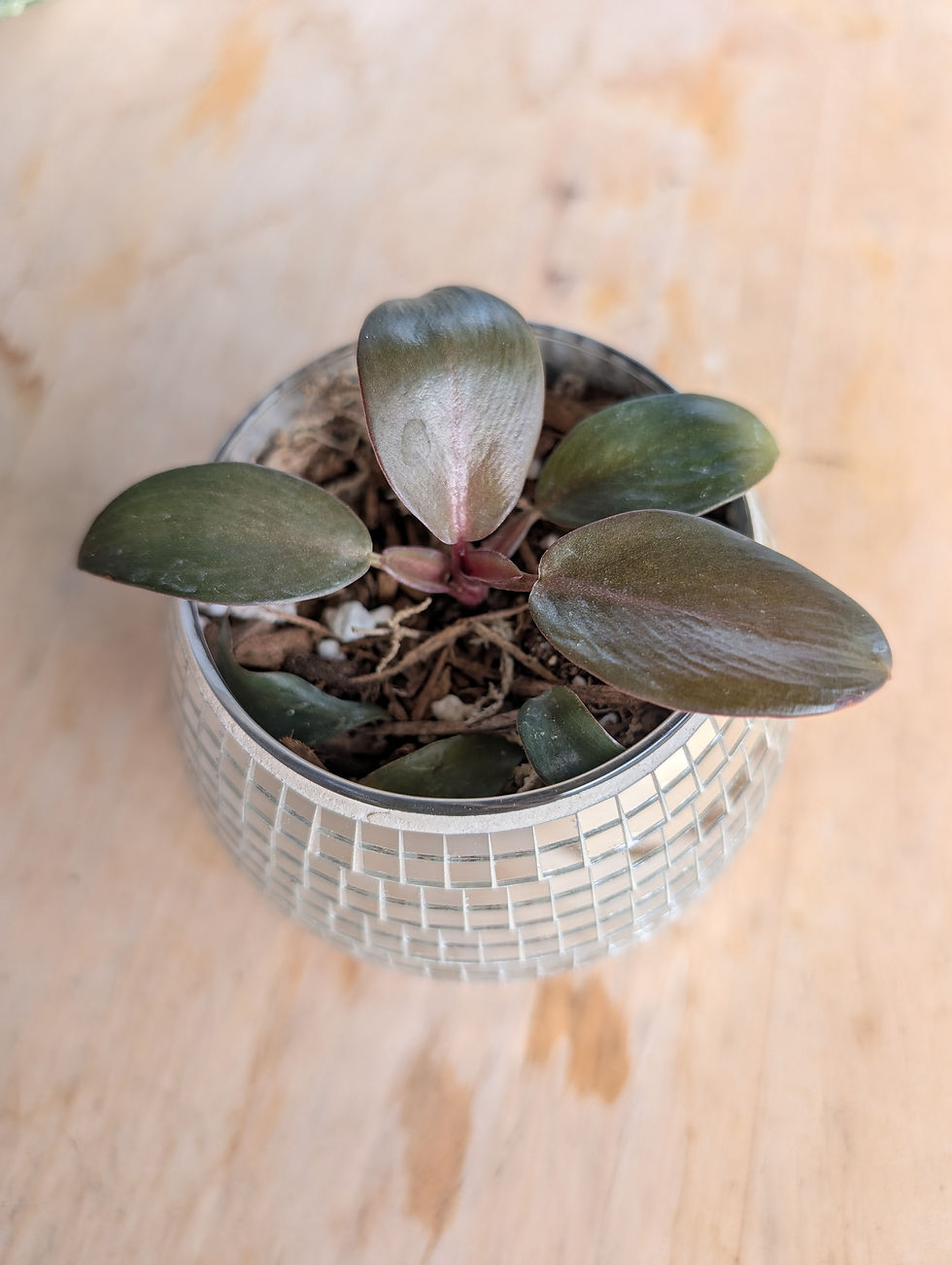 Thumbnail: Philodendron 'black cardinal' in Glass Disco Vase ✨