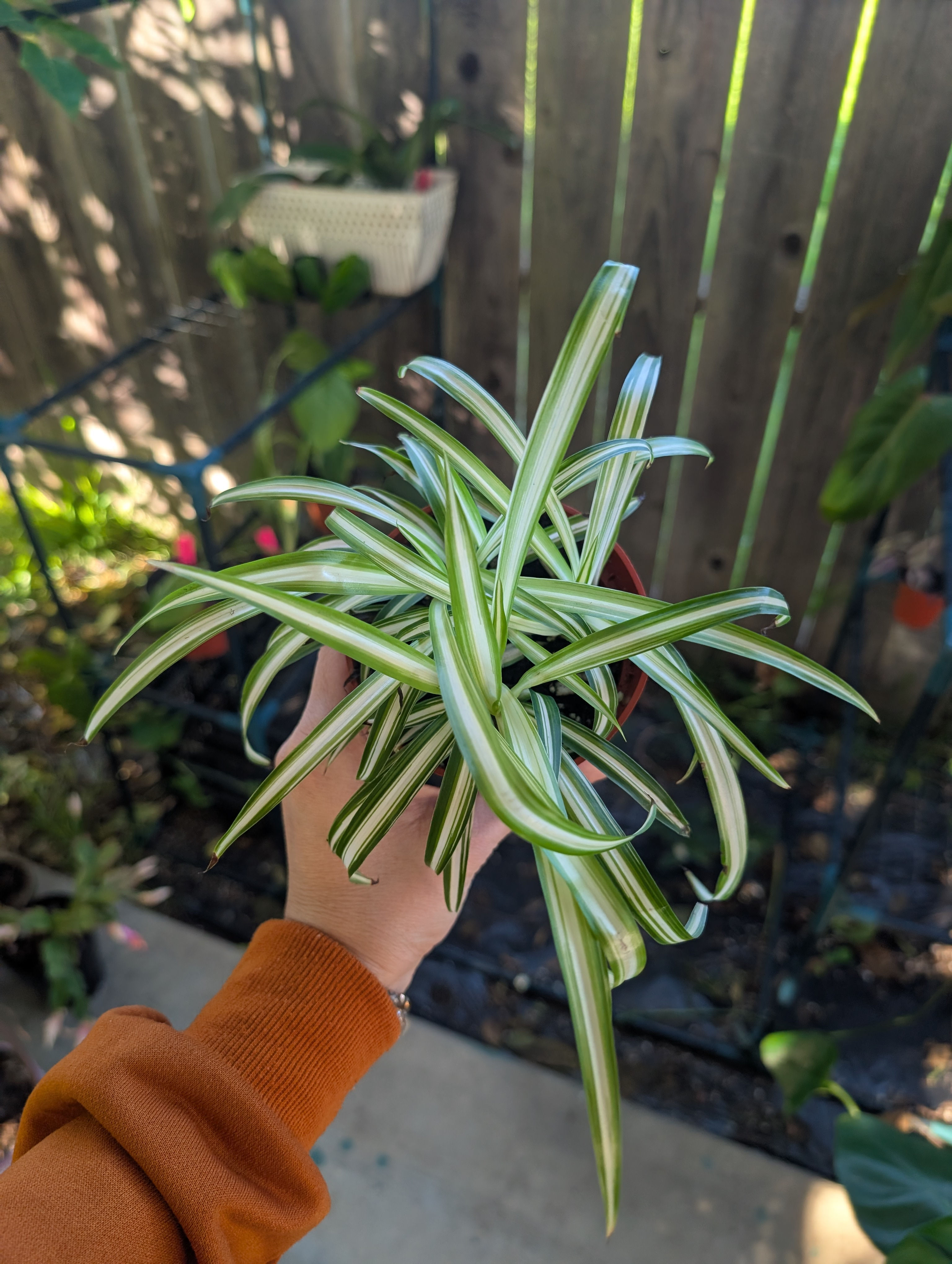 Chlorophytum
comosum variegata - Spider Plant