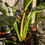 Thumbnail: Philodendron 'birkin' 