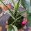 Thumbnail: High Variegation Monstera Thai Constellation Plant with Strong Roots