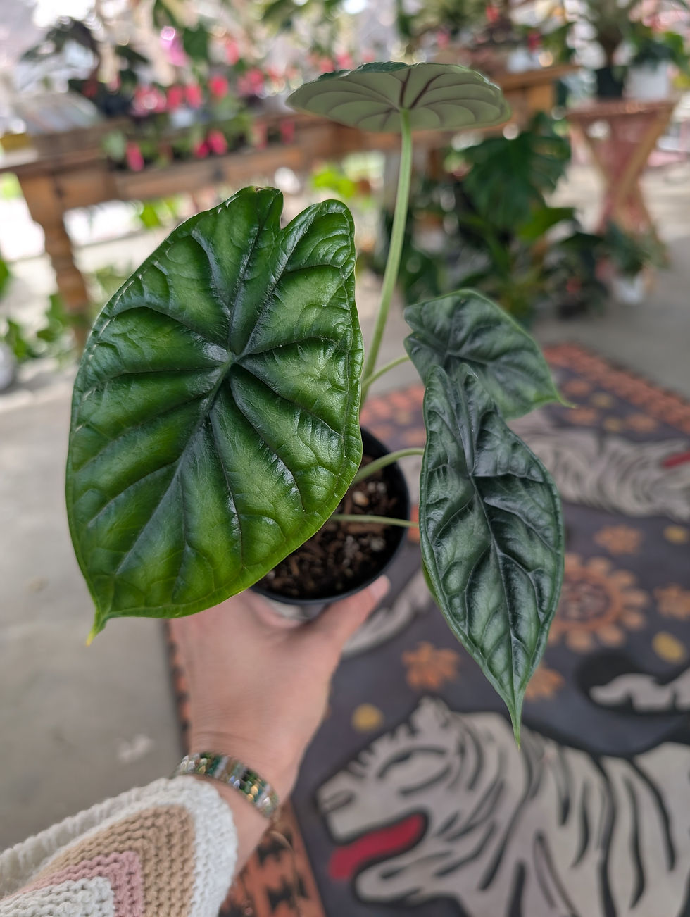 Thumbnail: Alocasia Dragon Scale