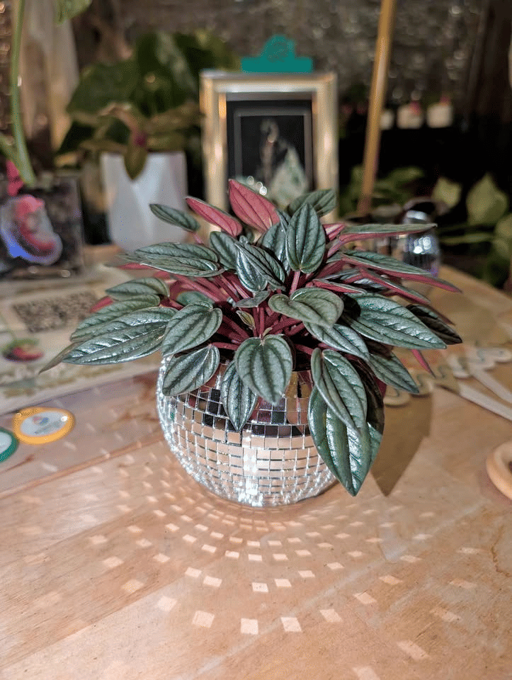 Thumbnail: Vibrant Peperomia Houseplant Potted in Reflective Disco Ball Planter Pot