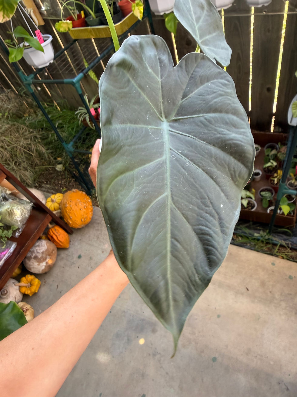 Thumbnail: Alocasia 'Regal Shield'