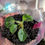 Thumbnail: Philodendron verrucosum 'El Choco Red'