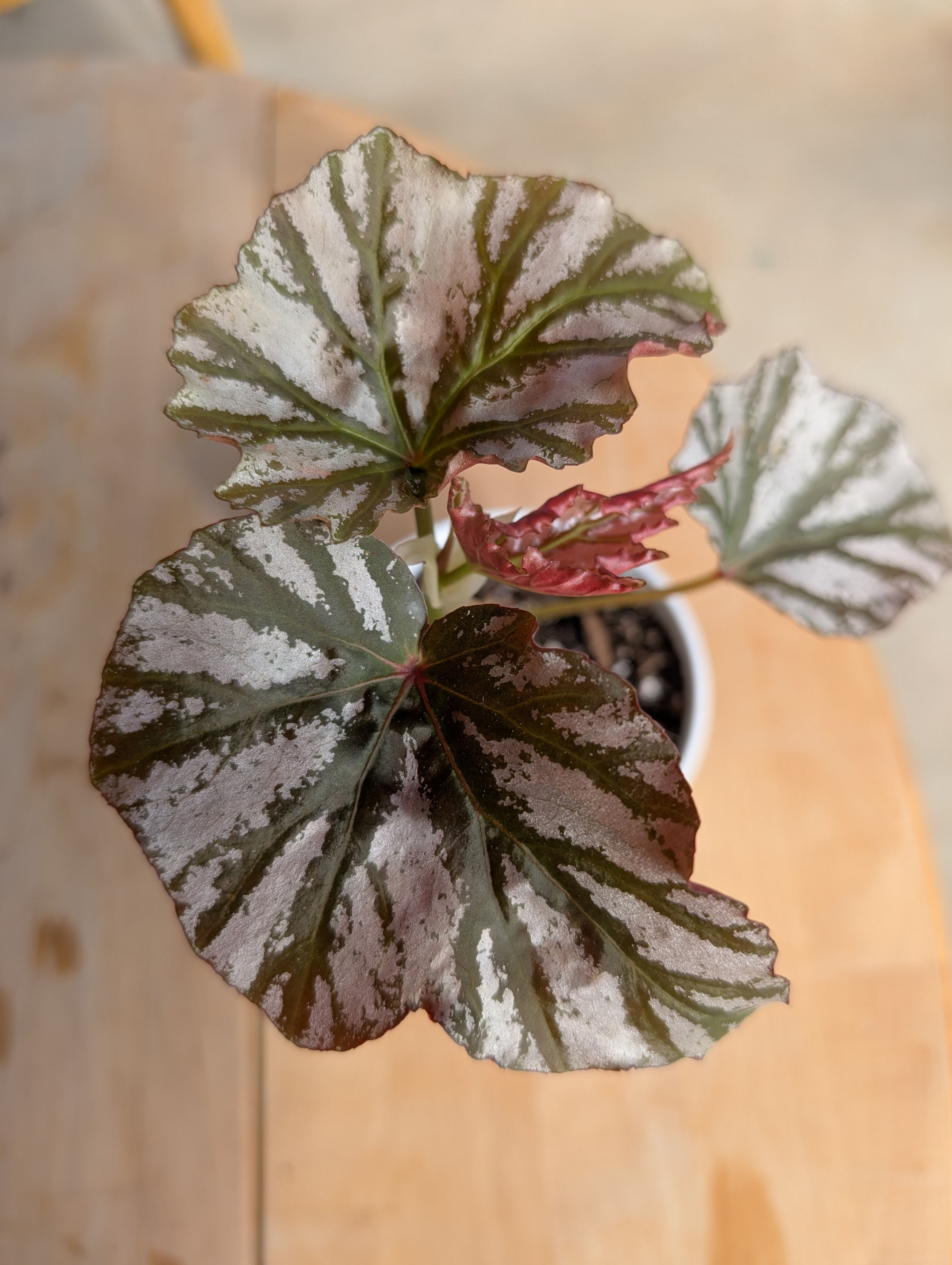 Begonia Rex 'revelation lustre'