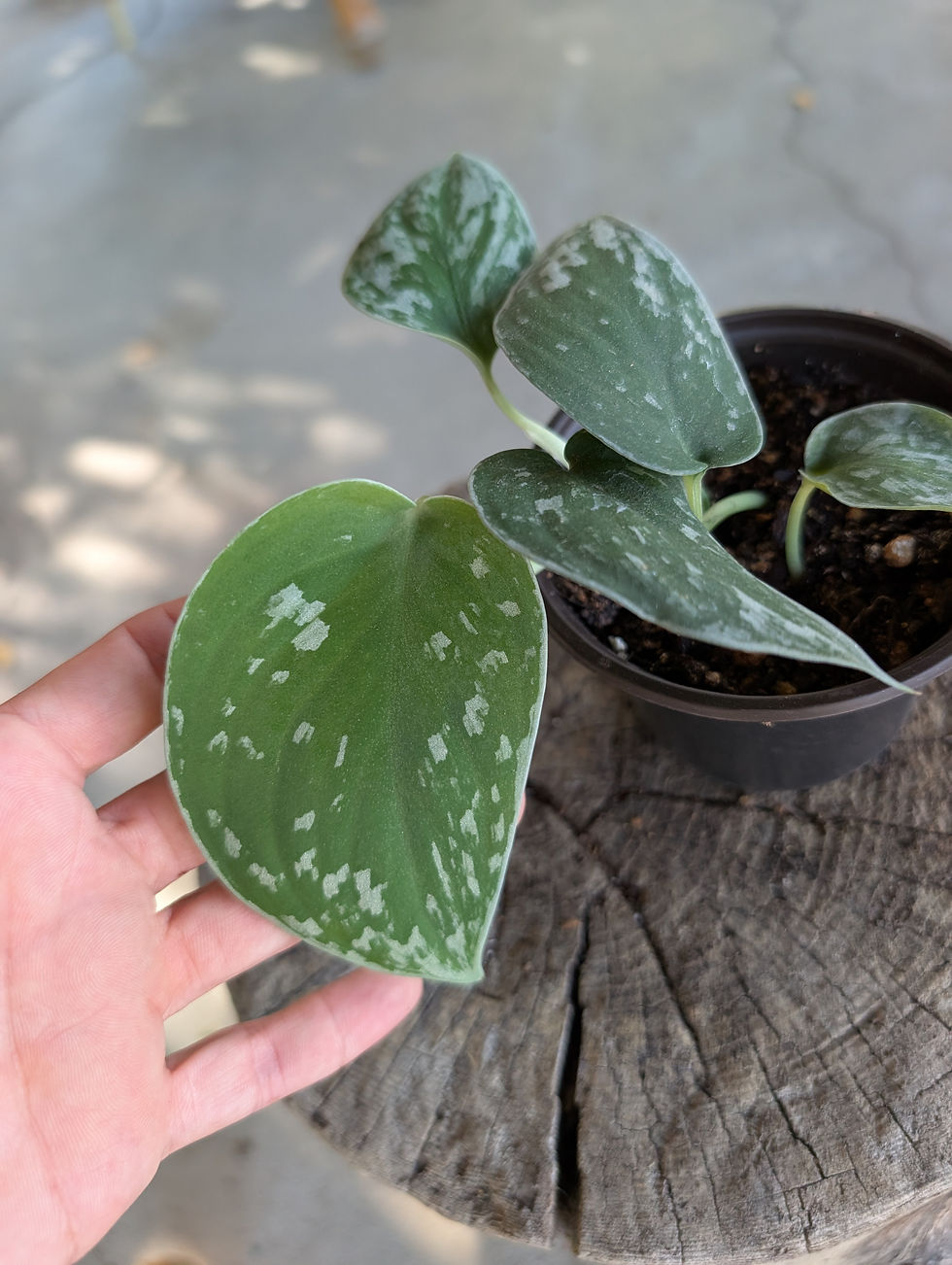 Thumbnail: Scindapsus pictus 'argyreaus'