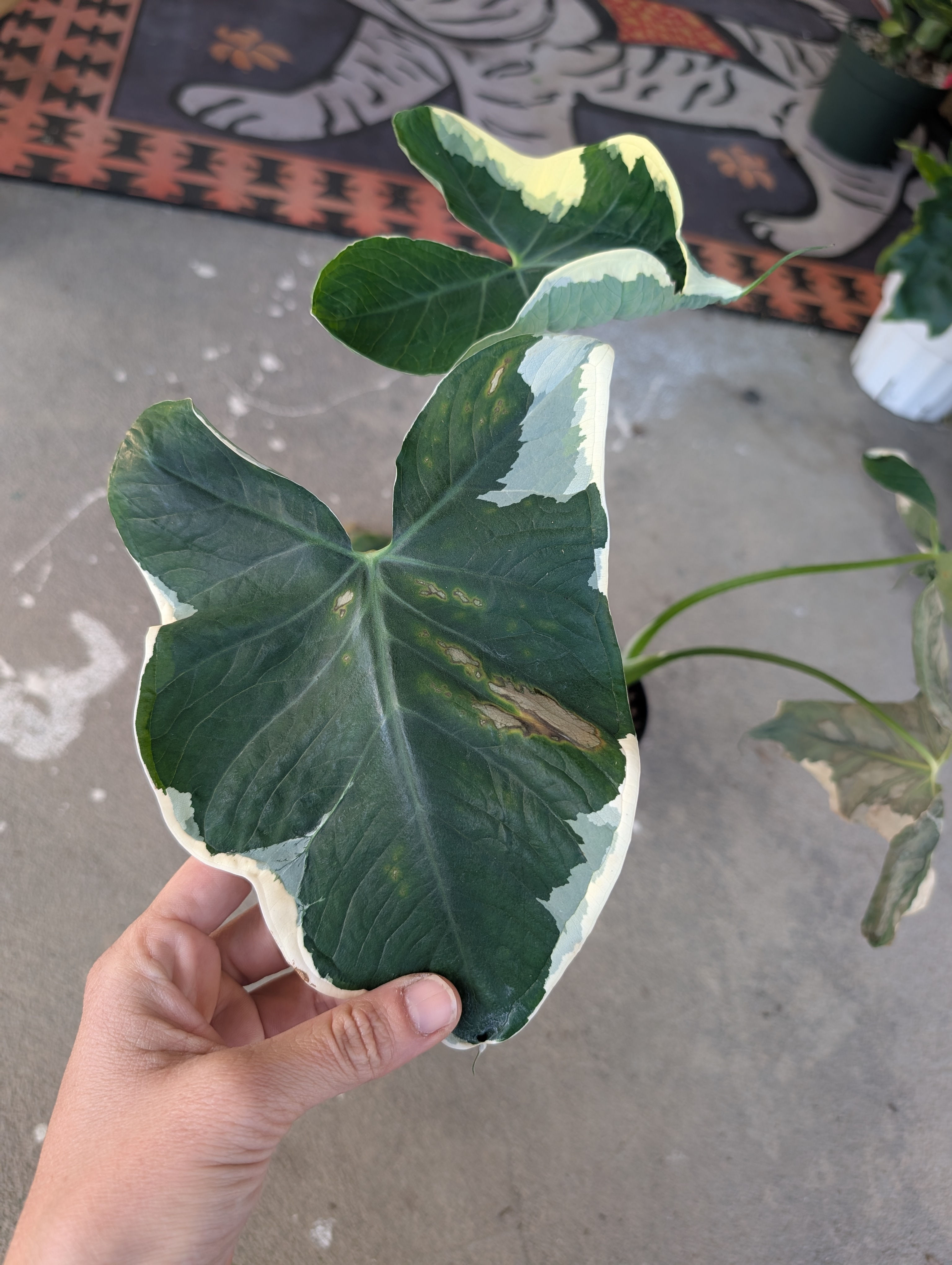 Variegated Alocasia Mickey Mouse