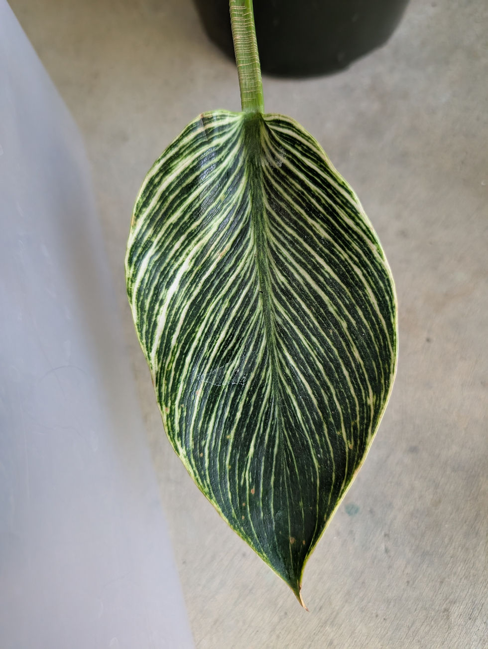 Thumbnail: Philodendron 'birkin'