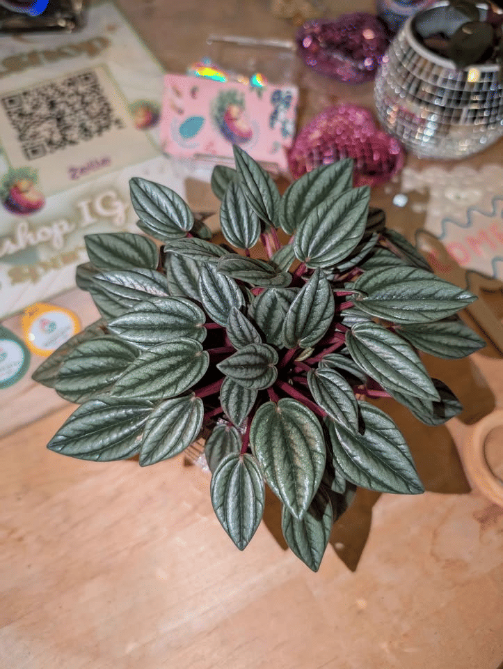 Thumbnail: Vibrant Peperomia Houseplant Potted in Reflective Disco Ball Planter Pot