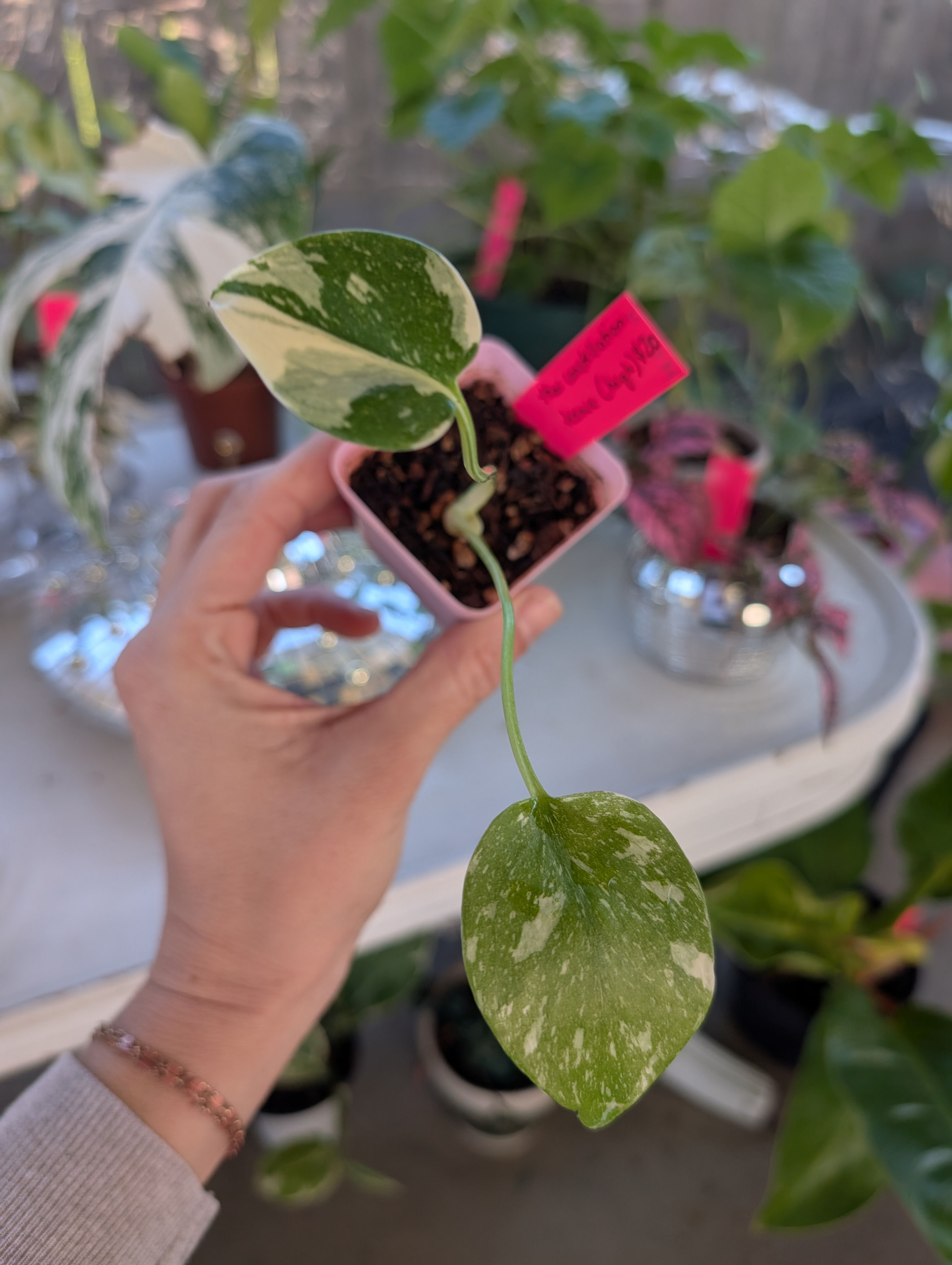 Monstera Thai Constellation 🌱✨