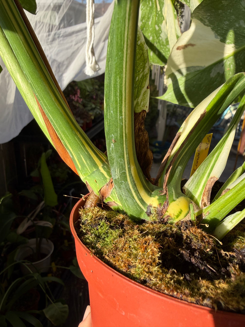 Thumbnail: Monstera deliciosa 'Thai Constellation'