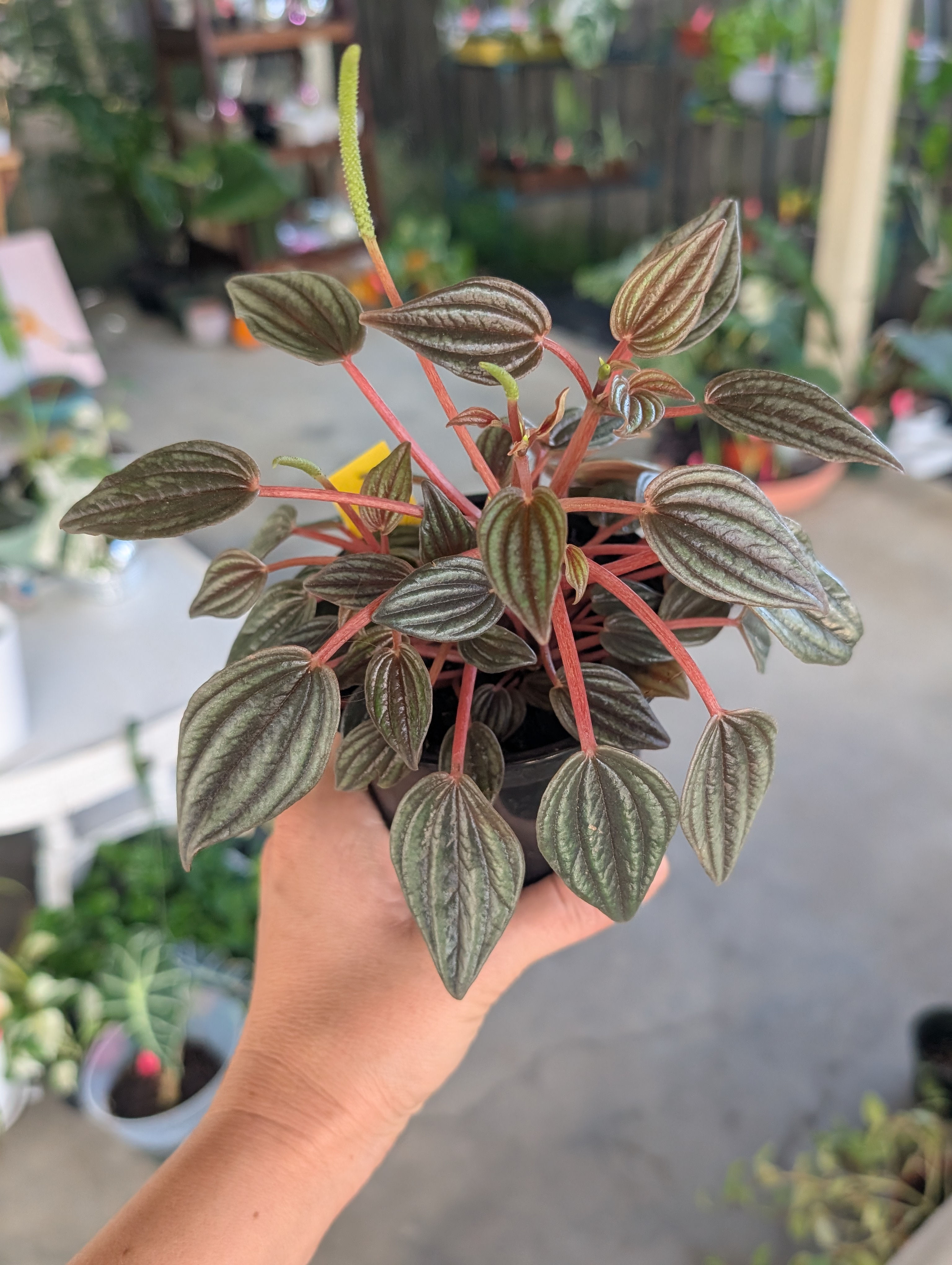 Peperomia Rosso (4" Pot)