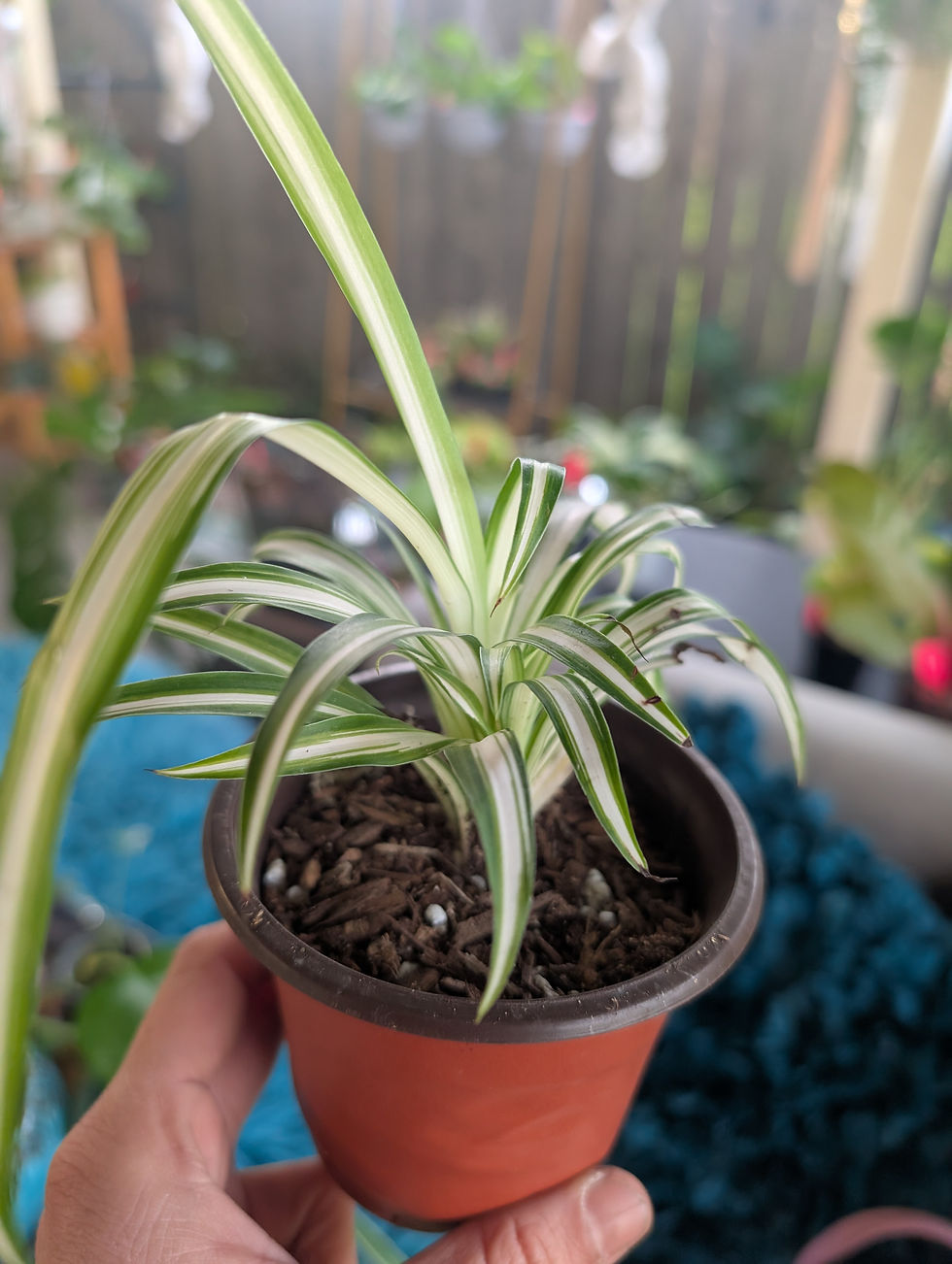 Thumbnail: Chlorophytum
comosum variegata - Spider Plant