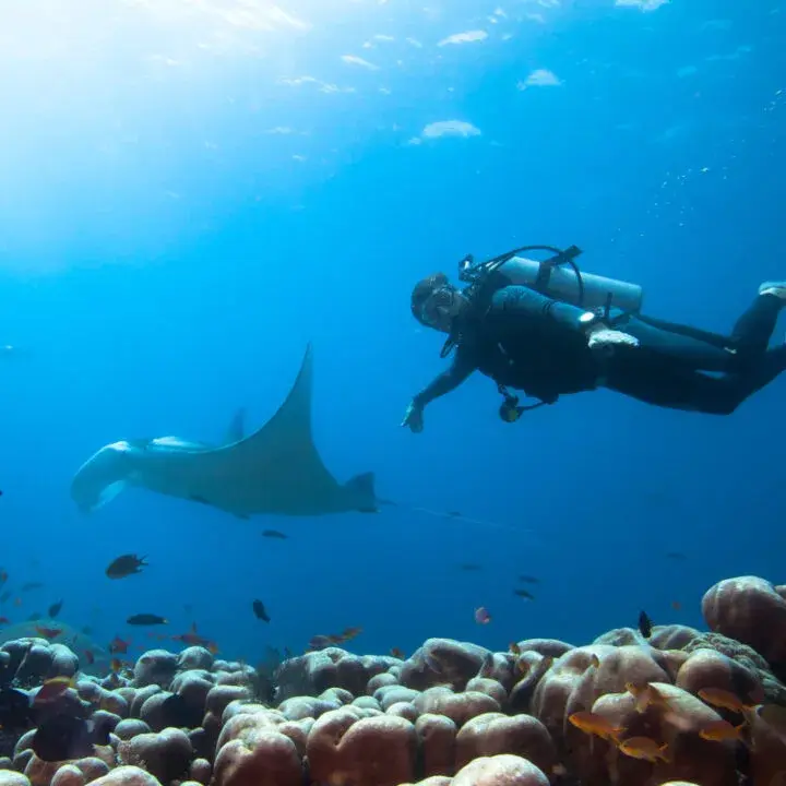 Scuba-Diver-Swimgs-With-Manta-Ray-In-Bali-Nusa-Penida-720x720.jpg.webp