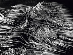 Toni Schneiders