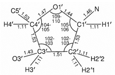 Figure 1. Bond lengths and bond angle values of the deoxyribose molecule (3).