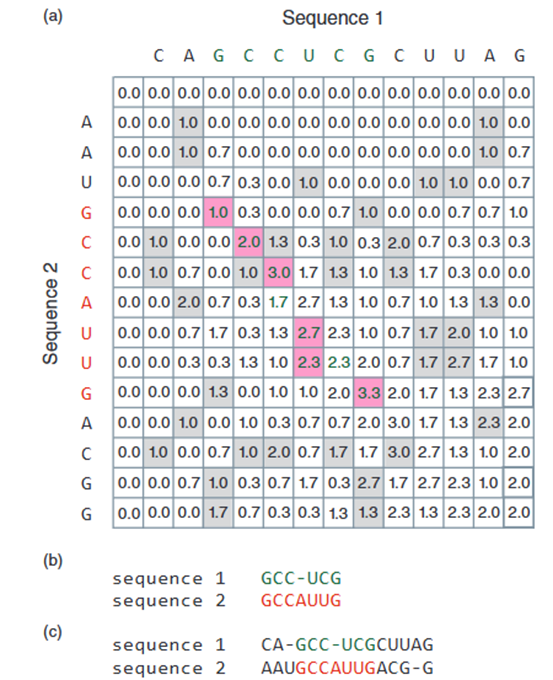 Figure 6. (a) In this example, the matrix is constructed from two RNA sequences (CAGCCUCGCUUAG and AAUGCCAUUGACGG). This is not an identity matrix, but positions where nucleotide matches occur are colored grey (or pink in the local alignment region). The scoring system used here is as follows: +1 for matches, –1/3 for mismatches, and the gap penalty is the difference between match and mismatch (a 1.3 gap penalty when the gap length is 1). The matrix is scored by selecting the largest of the four possible non-negative values. The highest value in the matrix (3.3) is the starting point of the optimal local alignment, and the aligned nucleotides (shown in green text) continue upwards and leftwards until they reach a value of zero. (b) The local alignment derived from this matrix is shown. This alignment contains matches, a mismatch, and a gap. (c) For comparison, the global alignment of the two sequences is also shown. This alignment covers the entire length of both sequences (6).