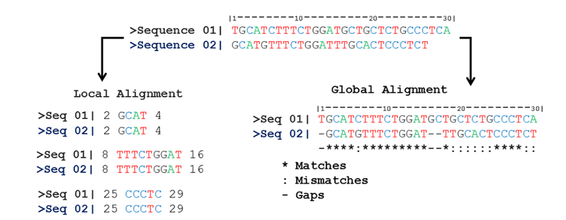 Figure 2. Global and Local Alignments of DNA Sequences (2).