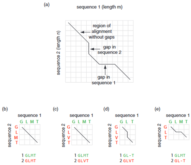 Figure 3. Pairwise alignment of two amino acid sequences using the dynamic programming algorithm for global alignment developed by Needleman and Wunsch (1970). (a) The two sequences can be aligned along a diagonal path through the matrix, which may deviate horizontally or vertically when necessary; such deviations indicate the insertion of gaps into the alignment. (b) When the two sequences are completely identical, the alignment path follows a straight diagonal line across the matrix. (c) If there is a mismatch—or multiple mismatches—the path still generally follows a diagonal direction; however, a scoring system penalizes such mismatches (i.e., assigns lower scores). (d) If the alignment contains a gap in the first sequence, the path includes a vertical line. (e) If the alignment contains a gap in the second sequence, the path includes a horizontal line (5).