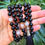 Thumbnail: Mala Necklace | Black Onyx with Rare Colourless Apatite Inclusion