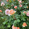 IMG_2552.jpeg