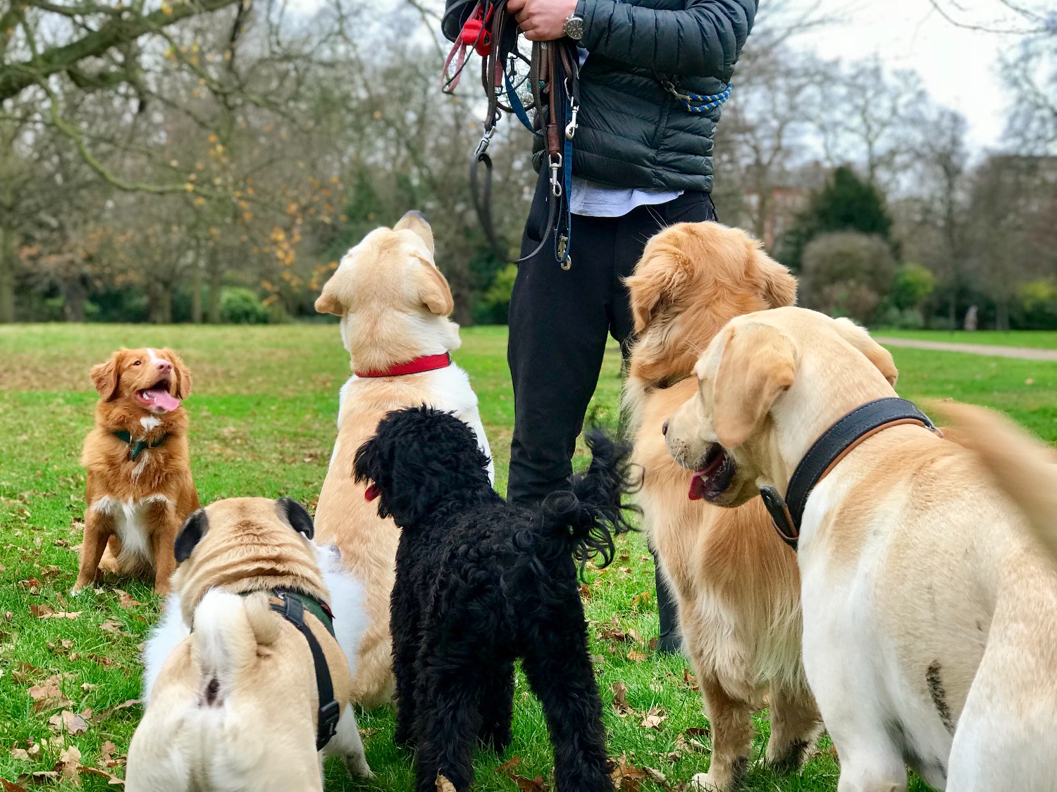 Kensington Hounds Professional London Dog Walkers
