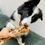 Thumbnail: JR Pet Products Ostrich Bone