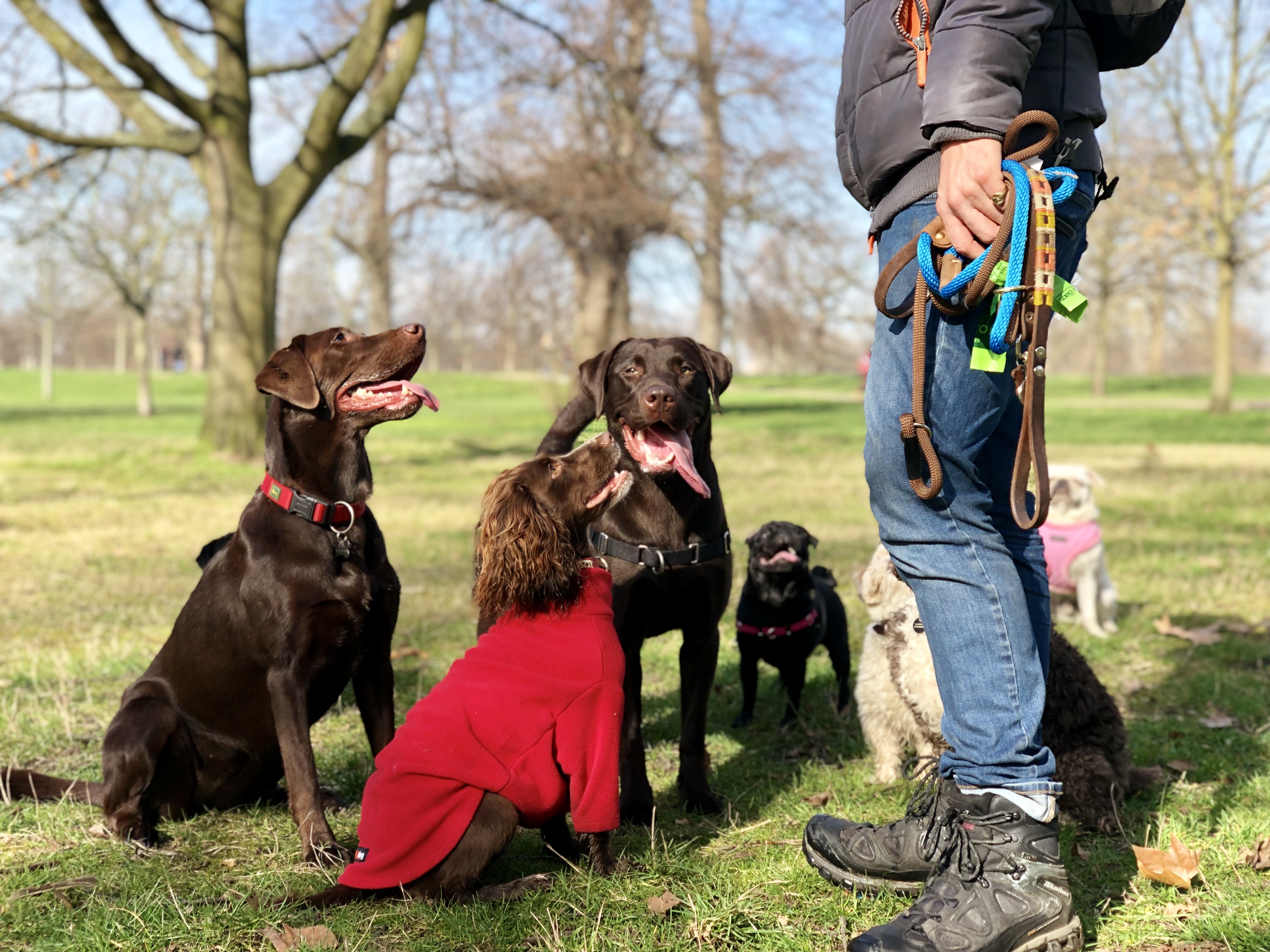 Kensington Hounds Professional London Dog Walkers