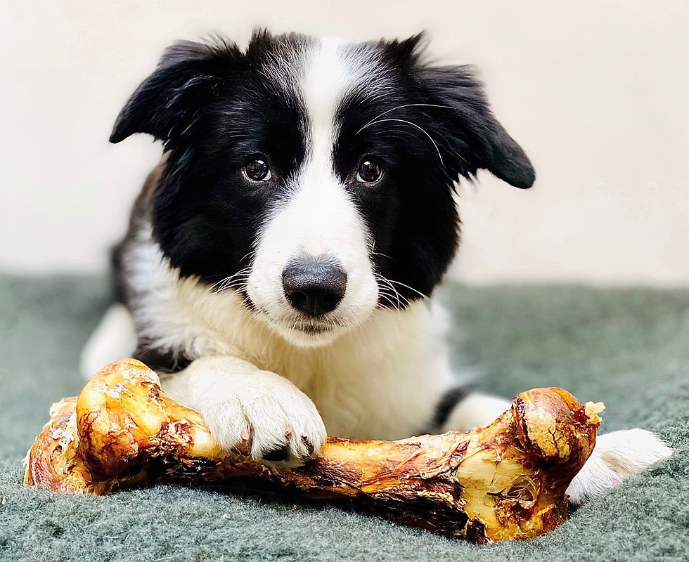 JR Pet Products Ostrich Bone