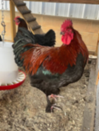 Show-Black Copper Marans