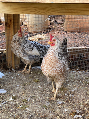 Rare Breed Alert 55 Flowery Hens Available Now - n5ieobg