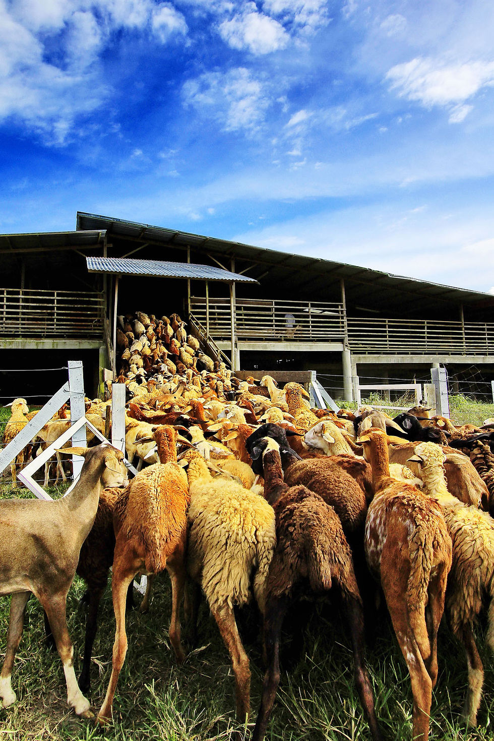 縮圖：2D1N UK Farm +JB trip package|UK农场+新山游