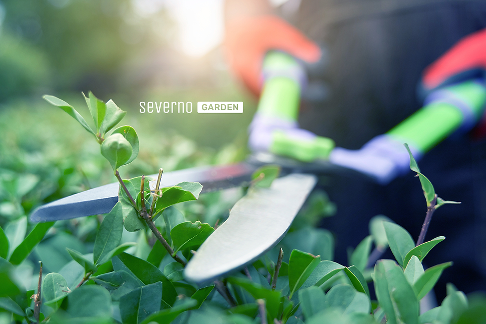 Severno Garden