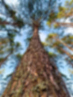 bottom-view-of-a-pine-trunk-tall-trees-in-the-sum-2025-03-14-19-08-16-utc.jpg