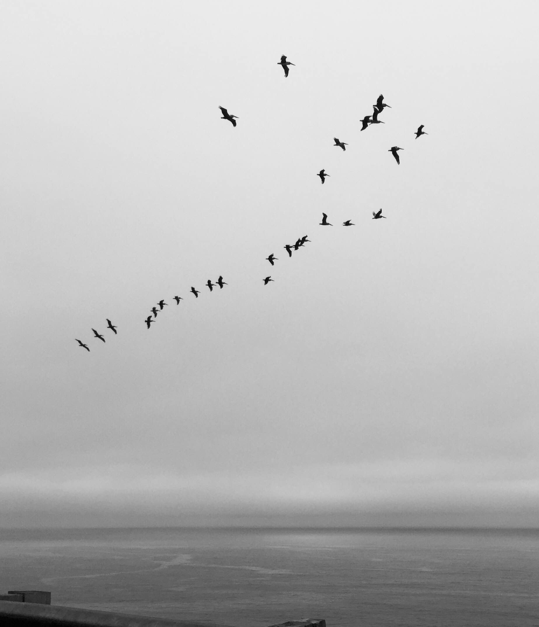 Pelican Fibonacci