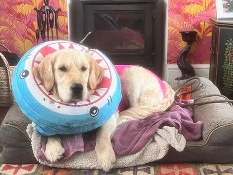 Post-op puppy - like your revision frazzled teenager