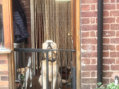 My puppy waiting for me to return every day... 