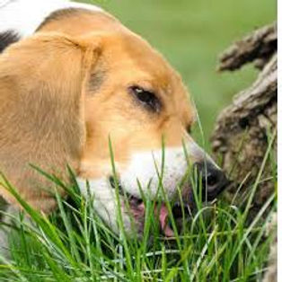 Dog.jpg
