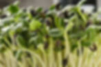 sunflower micro.jpg