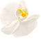Orchid logo tilted.png