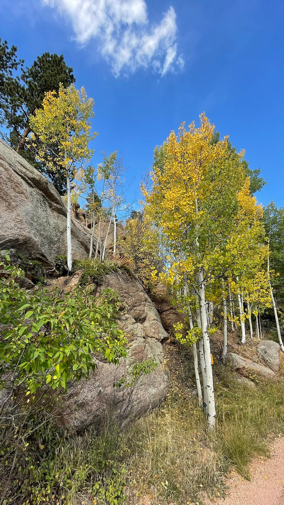 fall-colors-at-the-glen-woodland-park-colorado