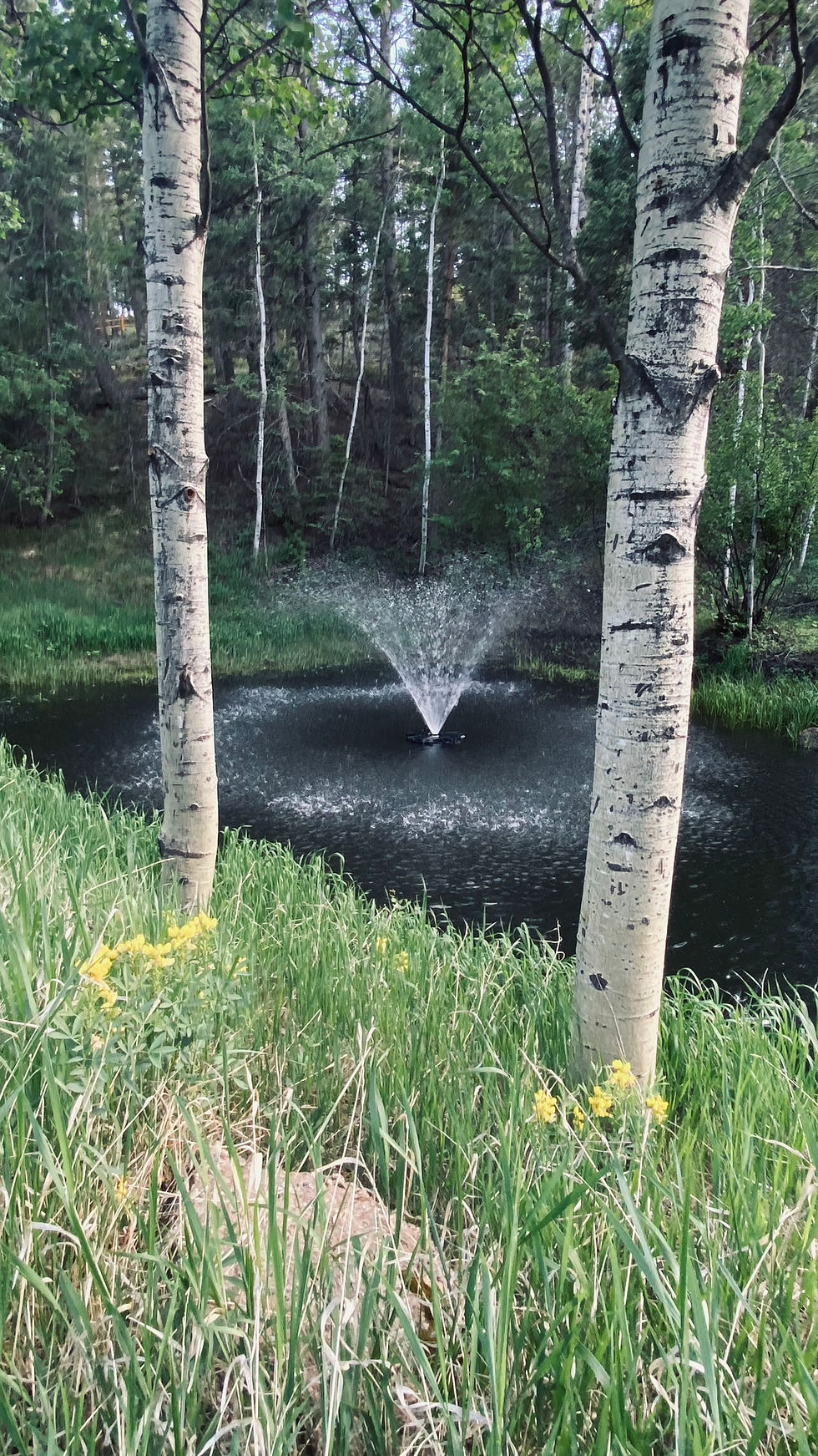 creation-at-the-glen-woodland-park-colorado