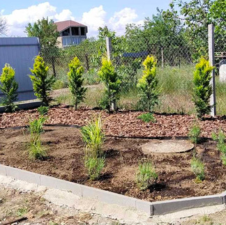 Посадить кипариссовик в Одессе