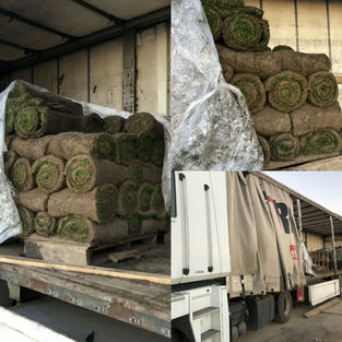 Доставка рулонов газона в Одессу